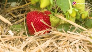 Erdbeersaison in Schleswig-Holstein gestartet