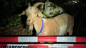 Tierisches aus dem Kreis Böblingen: Zehn ausgebüxte Ziegen halten Polizei auf Trab
